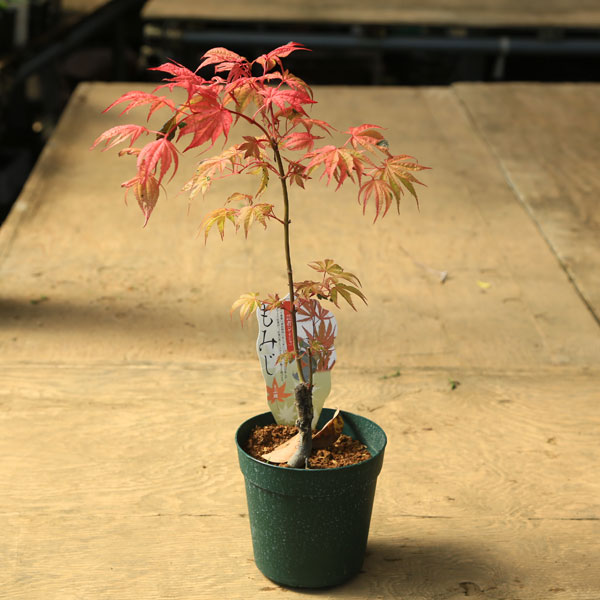 庭木・植木 庭木苗：芸者モミジ（げいしゃ） もみじ 紅葉 ポット