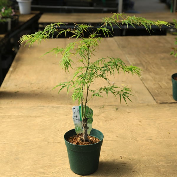 ���ڡ����ڡ� �����ġ��Ļ޿���ߥ����Ĥ�����ˤ��������졡��ߤ������ա��ݥåȡ�