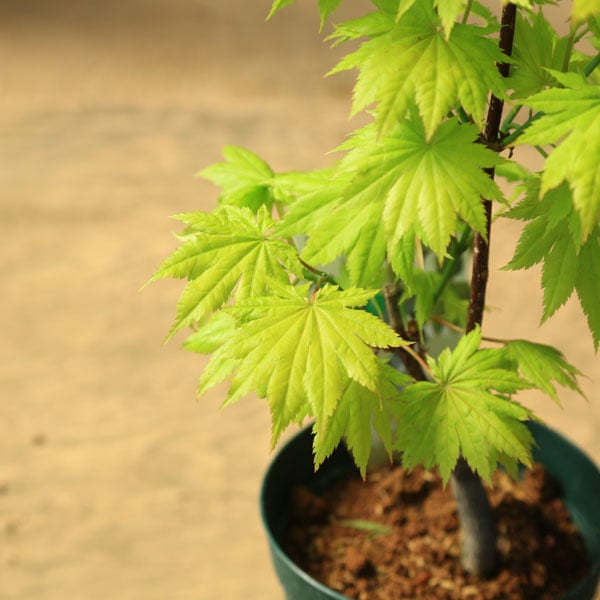 庭木・植木 庭木苗：黄金板屋モミジ（おうごんいたや） もみじ 紅葉