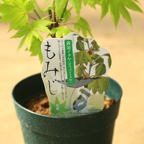 庭木・植木 庭木苗：黄金板屋モミジ（おうごんいたや） もみじ 紅葉