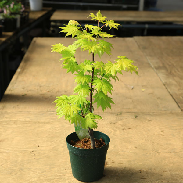 庭木・植木 庭木苗：黄金板屋モミジ（おうごんいたや） もみじ 紅葉