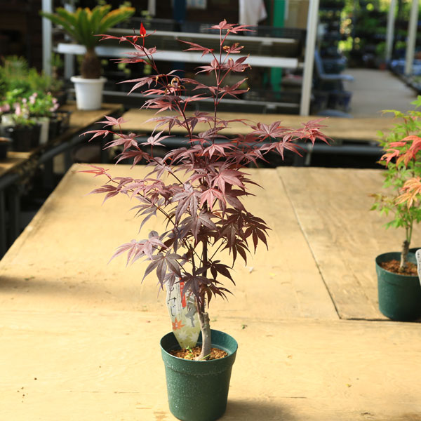 ���ڡ����ڡ� �����ġ���¼��ߥ��ʤΤ���ߤ��ˡ���ߤ������ա��ݥåȡ�