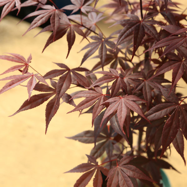 庭木・植木 庭木苗：野村モミジ（のむらもみじ） もみじ 紅葉 ポット