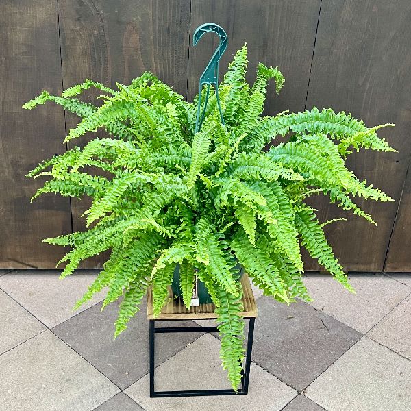 おしゃれ 観葉植物：ネフロレピス*吊り鉢 7号 | 観葉植物 | 遊恵盆栽 本店