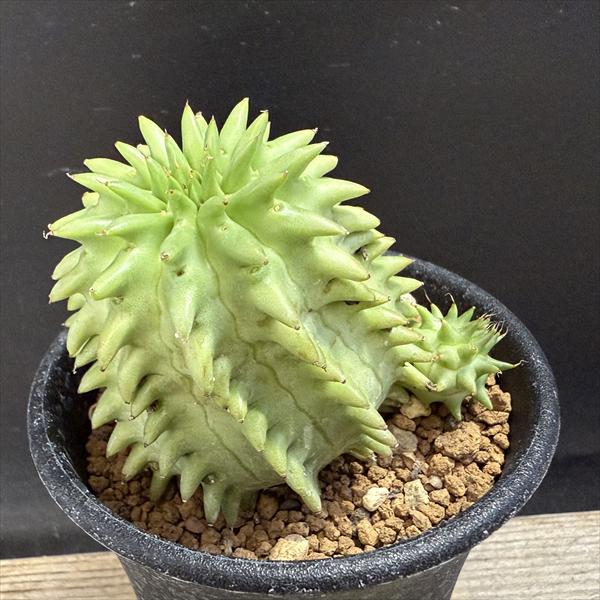 多肉植物：ユーフォルビア スザンナエ 瑠璃晃*幅4.5cm | サボテン