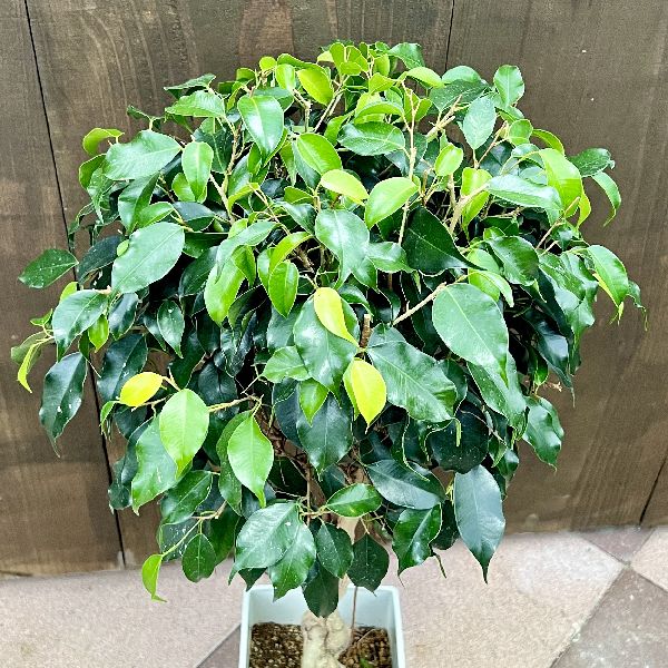 おしゃれ 観葉植物：ねじり フィカス ベンジャミン ブラック