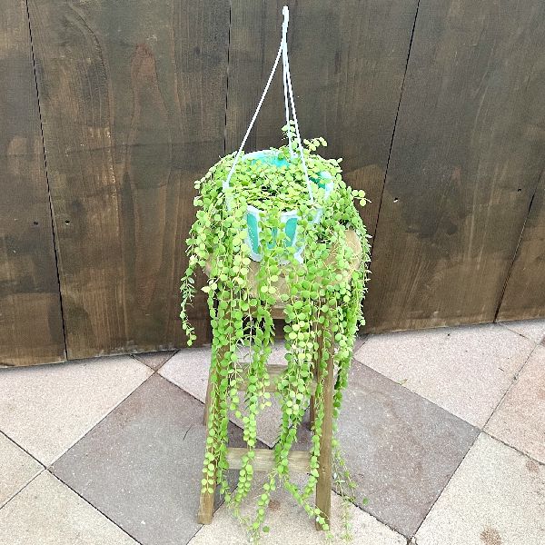 ������� ���տ�ʪ���ǥ������ǥ��� �̥���ꥢ *�ߤ�ȭ 5��