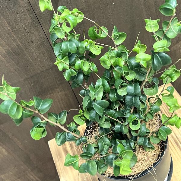 おしゃれ 観葉植物：フィカス ベンジャミン バロック 鉢植え*受皿付