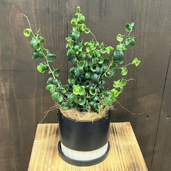 おしゃれ 観葉植物：フィカス ベンジャミン バロック 鉢植え*受皿付