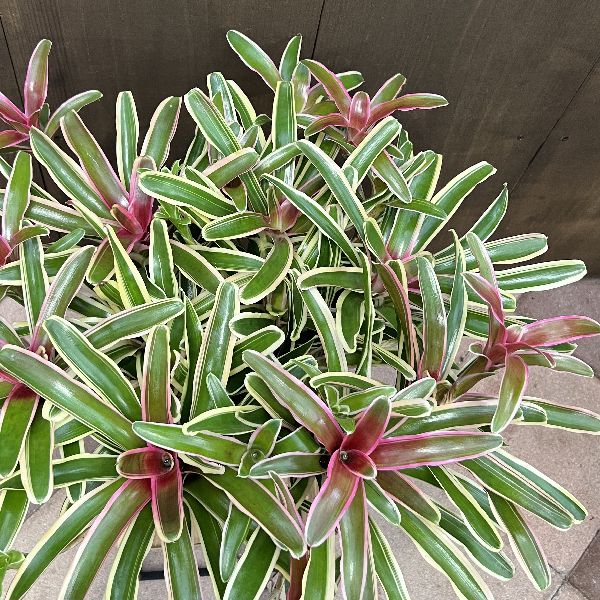 おしゃれ 着生植物 観葉植物：ネオレゲリア ファイヤーボール*7号
