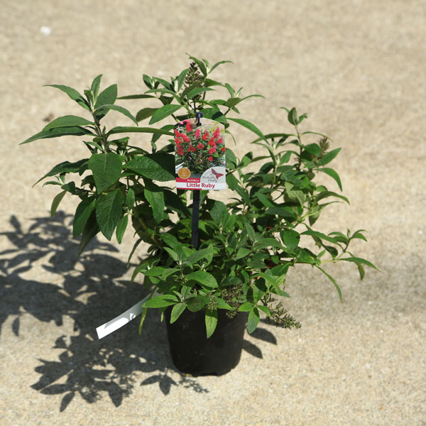 ���ڡ����� �ġ��֥åɥ쥢�ʥХ��ե饤�����ǥ����˥�ȥ��ӡ����ݥåȡ��������