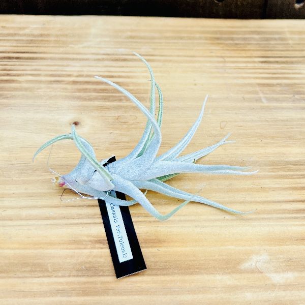 ティランジア・ミトラエンシス・トゥレンシス おしゃれ 観葉植物 エアープランツ：チランジア ミトラエンシス