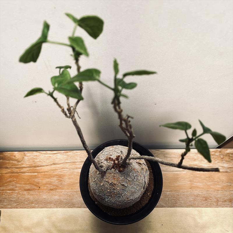 ピレナカンサ マルビフォリア 49-80 残り1点 ピレナカンサ：マルビ