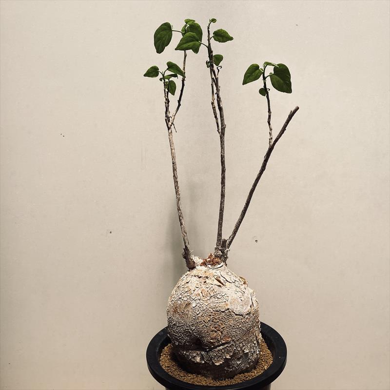 コーデックス：ピレナカンサ マルビフォリア*塊根幅12cm 現品