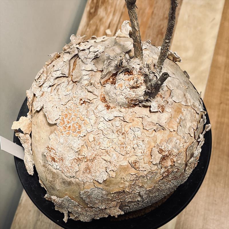 ピレナカンサ マルビフォリア 49-80 残り1点 ピレナカンサ：マルビ