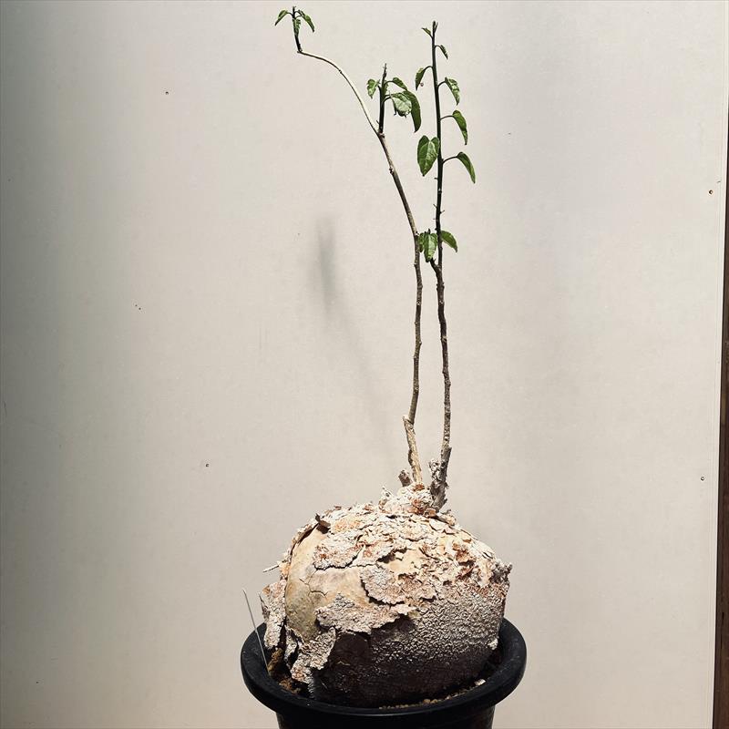 大株pyrenacantha malvifolia(ピレナカンサマルビフォリア) - 植物/観葉植物