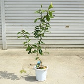 ڡڡ̼ڡʥޥ䡼ݦݨ*80ݥåȡ