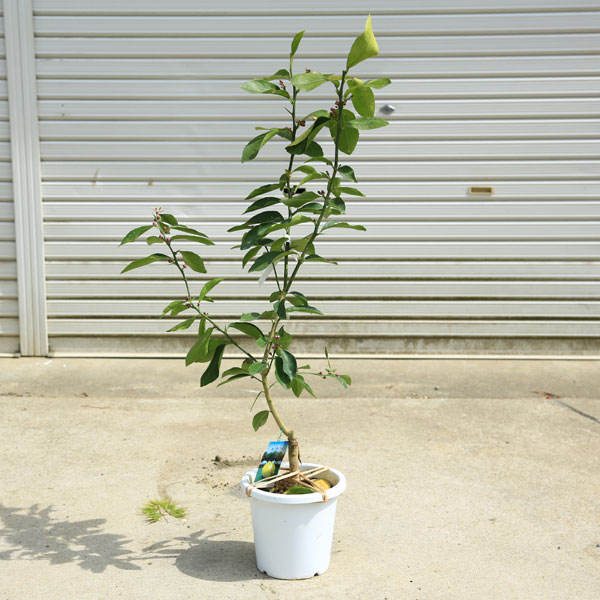 庭木 植木 果樹 苗木:レモン(マイヤーレモン)大株 れもん 庭木 植木 果樹 苗木:レモン(マイヤーレモン)大株 れもん