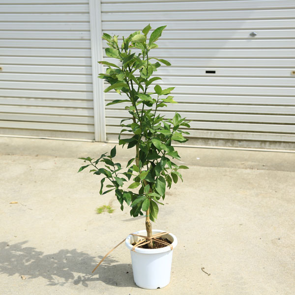 ���ڡ����ڡ��̼������ڡ�����ʥꥹ�ܥ��������������ݦݨ����*������80������ݥåȡ�