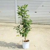 ڡڡ̼ڡʥꥹܥݦݨ*80ݥåȡ