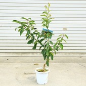 ڡڡ̼ڡιˤΤݦݨ*80ݥåȡ