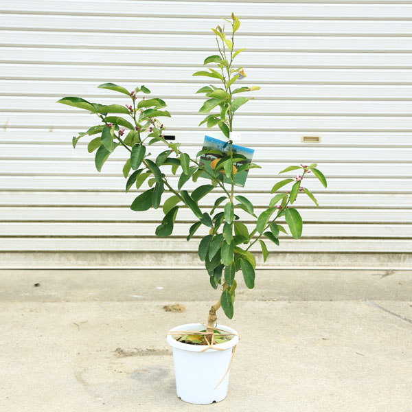 庭木 植木 果樹 苗木：レモン（璃の香）りのか 大株 れもん 檸檬 苗