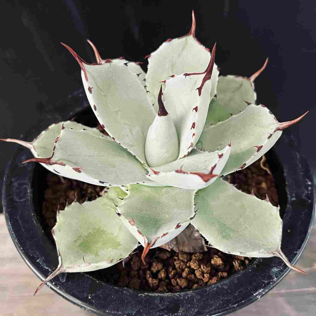 多肉植物：アガベ 吉祥冠*幅9.5cm | サボテン＆多肉植物,多肉植物 