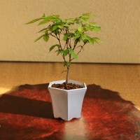 ミニ盆栽：けやき*（白反六角陶器鉢） 欅ケヤキ雑木bonsai