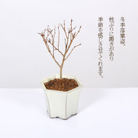 ケヤキ けやき 欅 小品盆栽 ミニ盆栽 植物（盆栽：欅(けやき