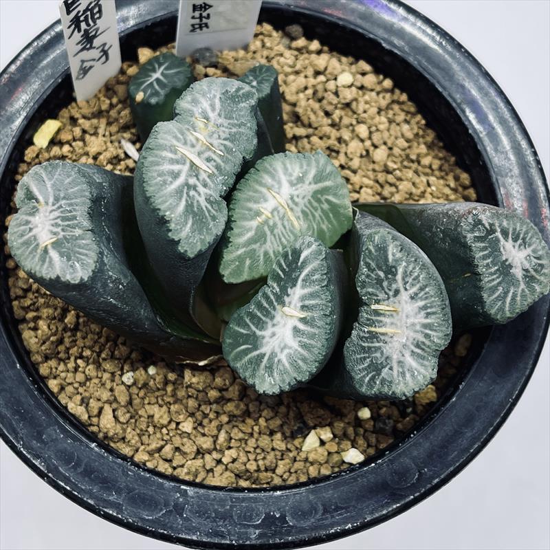 37d ハオルチア　多肉植物　金子短葉万象錦　自家繁殖 s14634-2.jpg
