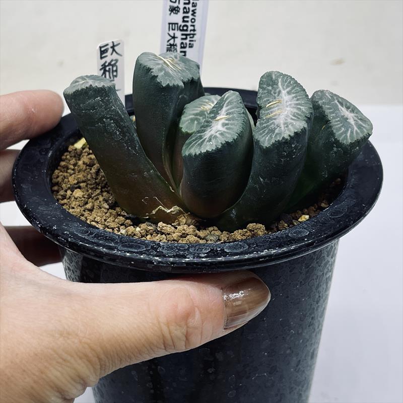 多肉植物：ハオルチア 金子氏 巨大稲妻万象*幅9cm 現品！一品