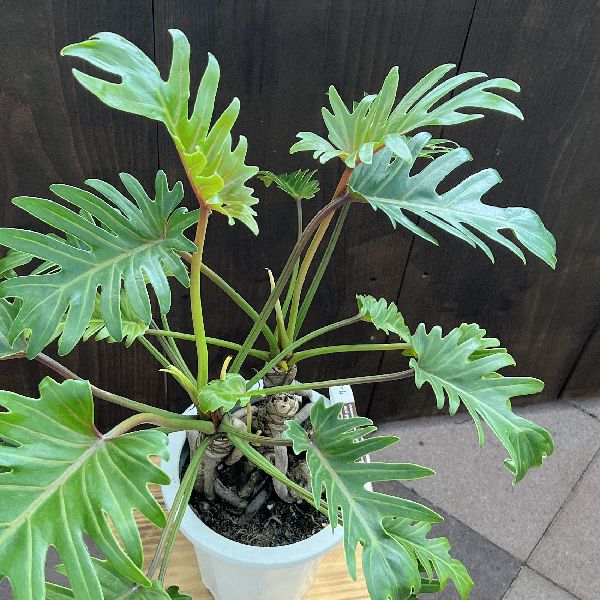 おしゃれ 観葉植物 ：フィロデンドロン クッカバラ*プラポット