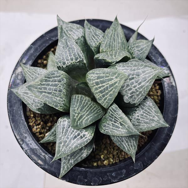 多肉植物：ハオルチア CPレンズコンプト×裏般若*幅12cm 現品