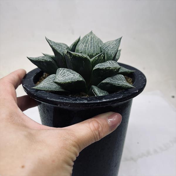 裏般若錦ハオルチア観葉植物オークションC4