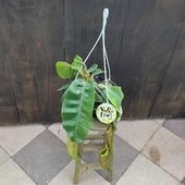 �����ʼ���տ�ʪ�����ʪ�����ĥܥ����顡�ͥڥ�ƥ����������ꥢ�ʡ��ߤ�ȭ*7�桡�ͥڥ󥷥�