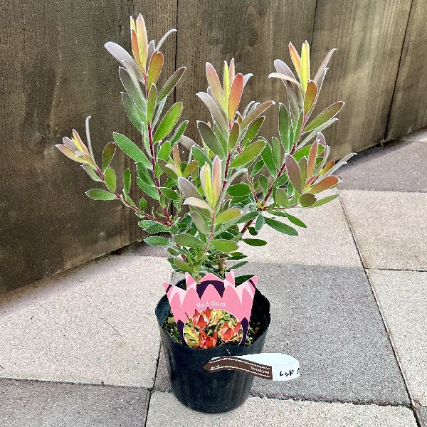 鉢花 観葉植物：リューカデンドロン レッドジェム*4.5号 リュウカ