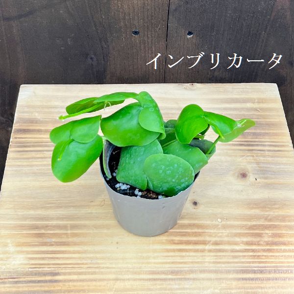 ディスキディア ディスキディア・ヌンムラリア 観葉植物 7.5cm 斑入り