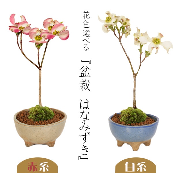 ミニ盆栽：ハナミズキ*苔付き (現代小鉢作家 祥石(二代目)ゆうき