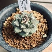 ���ܥƥ󡧥ĥ�ӥ˥���ץ��������󥽥�������*��3���