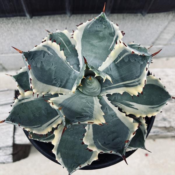 多肉植物：アガベ 甲蟹錦（カブトガニニシキ）*幅17cm 現品！一品