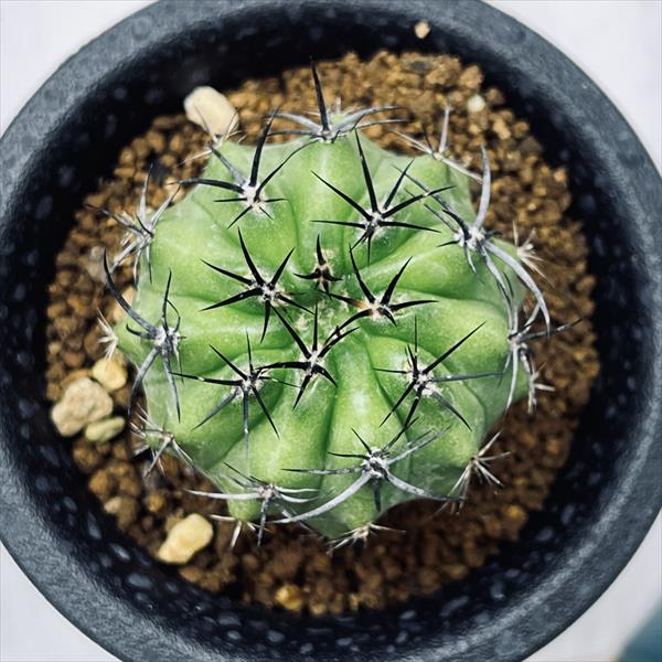 サボテン：ネオポルテリア 暗黒玉*幅4cm | サボテン＆多肉植物