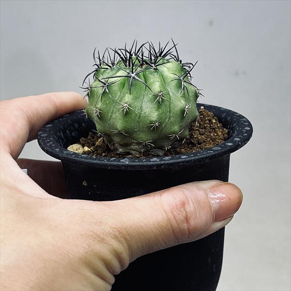 サボテン：ネオポルテリア 暗黒玉*幅4cm | サボテン＆多肉植物