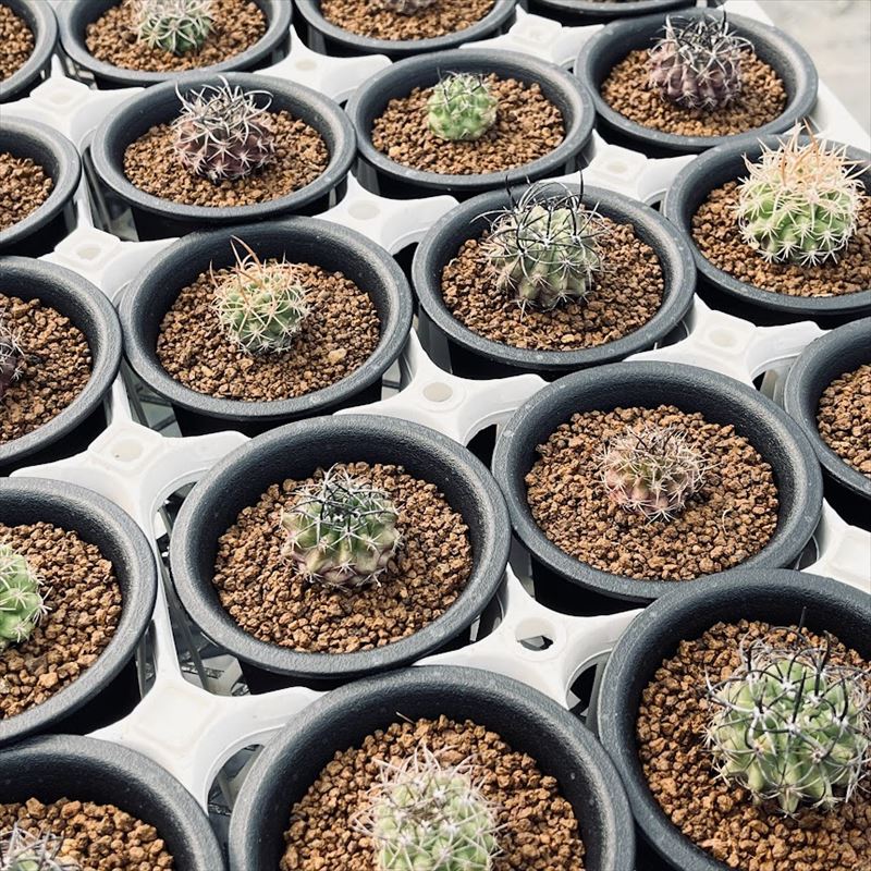 サボテン：ネオポルテリア 暗黒玉*幅4cm | サボテン＆多肉植物