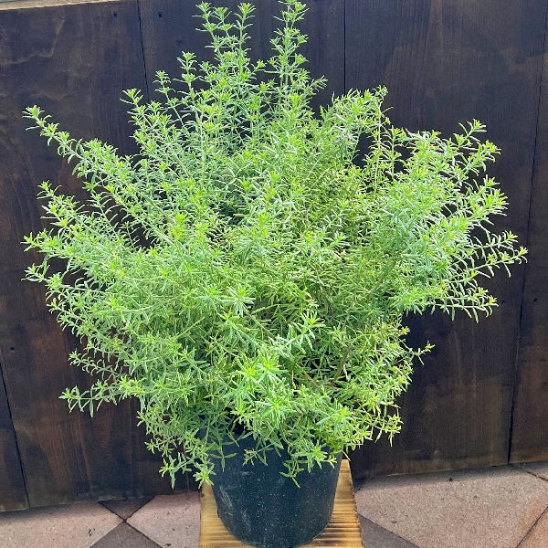 苗 観葉植物：ウエストリンギア ライムライト*8号 | 観葉植物 | 遊恵