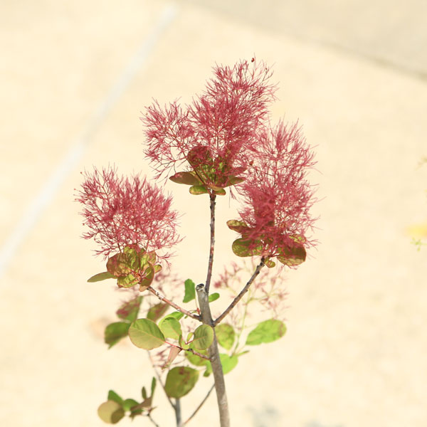 スモークツリーサチ様専用