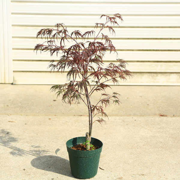 ���ڡ����ڡ� �����ġ��֤������ߥ��ʤΤ���ߤ��ˡ���ߤ������ա��Хݥåȡ�