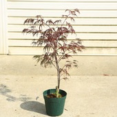 ڡڡ ġ֤ߥʤΤߤˡߤաХݥåȡ