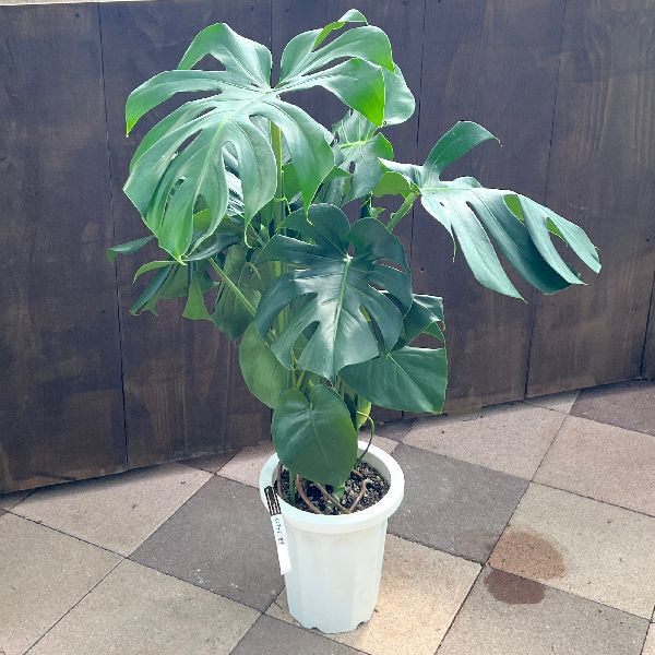 おしゃれ 観葉植物：モンステラ*プラポット 8号 大型ヤマト便 | 観葉