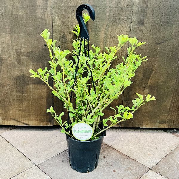 観葉植物 シェフレラ 185cm おしゃれ 観葉植物：シェフレラ トライアンギュラリス*5号 吊り鉢
