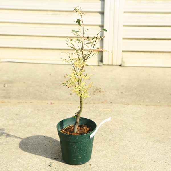 庭木・植木 庭木苗：花司モミジ*（はなつかさもみじ）もみじ 紅葉 緑